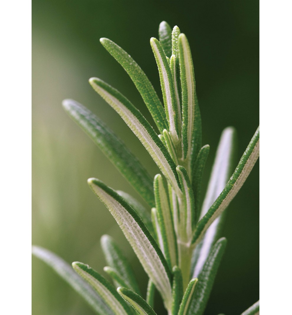 rosemary-plants-care-and-growing-guide